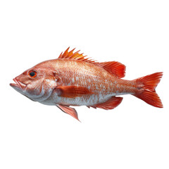 Obraz premium Fish isolated on a transparent background for web, banner, wallpaper