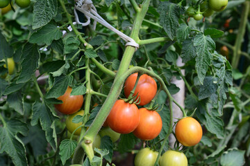 a bunch of tomatoes are growing on a vine