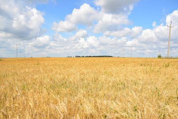 wheat field with a blue sky and clouds 