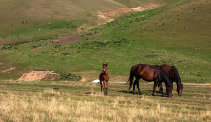horses in the meadow