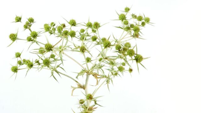 Isolated video, plant eryngium campestre, common name field eryngo on white background