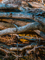 Roots stripped by the flow of an adjacent stream remain alive and useful since the water often covers them. Natural textured background.