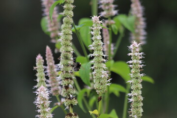 Agastache nepetoides. White flowers in garden, korean mint.