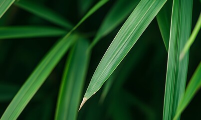 Obraz premium closeup of the black strips on bamboo shoots, Generative AI