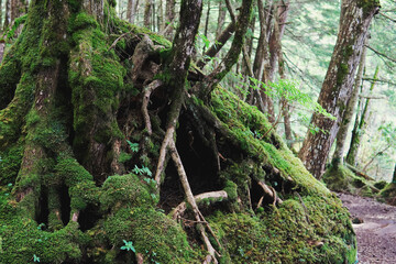 地上にむき出しの木の根と苔【北八ヶ岳・八千穂高原の苔の森】日本長野県