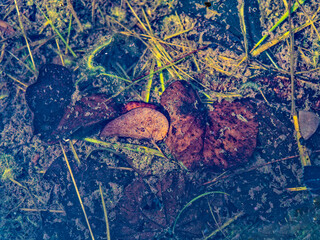 Autumn leaves with warm earthy colors in the calm water. Top view closeup.