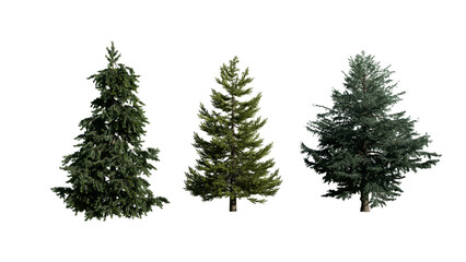 3 Coniferous Trees