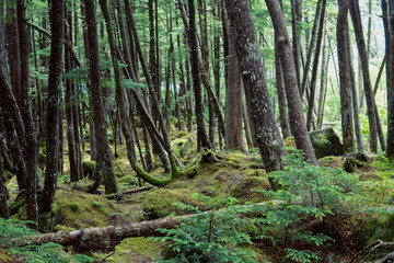 Obraz premium 「苔の森」に広がる苔【北八ヶ岳・八千穂高原】日本長野県