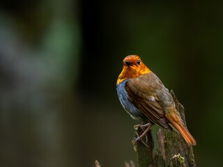 森の中の暗い木陰で枯れ木の上に佇むコマドリの雄