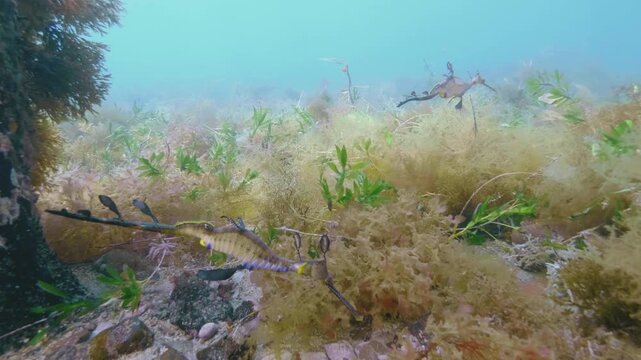 Weedy Seadragon in wild underwater with eggs underwater Australia
