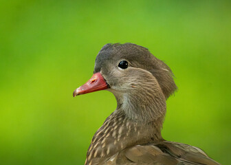 Female Mandarin Duck