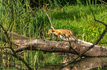 A gorgeous red fox walking along a tree trunk over a stream