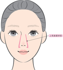 上唇鼻翼挙筋（名称あり）