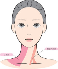 広頚筋と胸鎖乳突筋（名称あり）