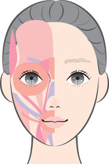 顔の筋肉（半顔）
