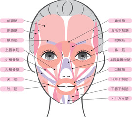 顔の筋肉（名称あり）