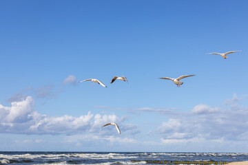 Group of seagulls flying over the water of the Baltic Sea on a background of blue sky, Miedzyzdroje, Poland