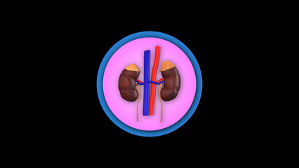 3d Human Kidneys organ icon isolated on black background