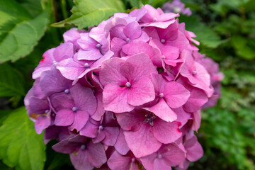 Great  bush of pink flower hydrangea blooming in the garden, close up