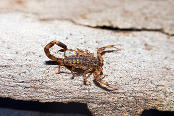 A buthid scorpion photographed from the Shivalik foothills