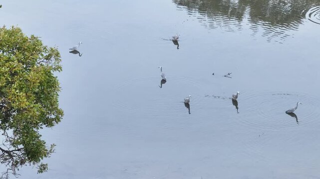 A tranquil lake with birds, including ducks, surrounded by greenery