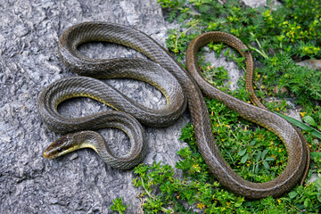 Obraz premium Elaphe hodgsoni, also known commonly as Hodgson's rat snake and the&nbsp;Himalayan trinket&nbsp;snake photographed in Dharamshala, Himachal Pradesh, is a species of snake in the family Colubridae.