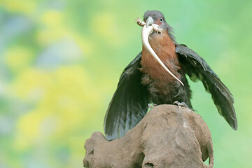 A young chestnut-breasted malkoha is preying on a common sun skink. This beautifully colored bird has the scientific name Phaenicophaeus curvirostris.