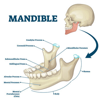 Mandible jaw bone labeled anatomical structure scheme illustration, transparent background. Educational bone titles description and human mouth explanation. Ramus, chin, foramen.