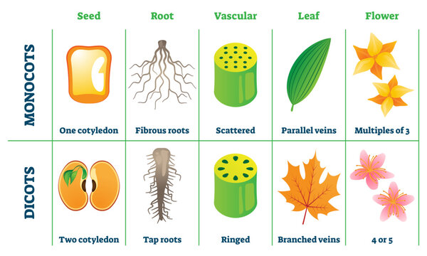 Monocots and dicots illustration, transparent background. Labeled plant comparison division scheme. Educational graphic with seed, root, vascular, leaf and flower differences from botany aspect.