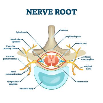 Nerve root anatomical structure labeled cross section, illustration educational diagram, transparent background. Medical information with root scheme. Human spine health guide as informative poster.