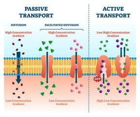 Active vs passive transport illustration, transparent background. Labeled educational cell scheme comparison. Diffusion and facilitated various concentration gradients and ATP explanation.