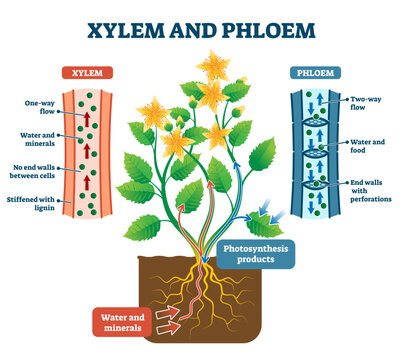 Xylem and phloem illustration, transparent background. Labeled water, nutrient and mineral transportation scheme. Educational graphic with biological translocation process explanation.
