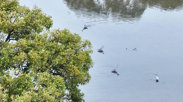 A serene lake scene with birds swimming and one soaring above