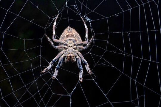 Parawixia dehaani, known in Australia as the abandoned-web orb-weaver, is a species of orb weaver spider from the family Araneidae which is widely distributed in Australasia and eastern Asia.