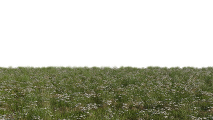 Daisy Meadow with a Transparent Background