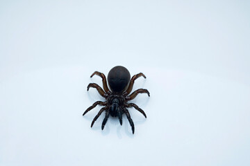 Trap-door spider, any member of the spider family Ctenizidae and certain members of the families Antrodiaetidae, Actinopodidae, and Migidae (order Araneida). 