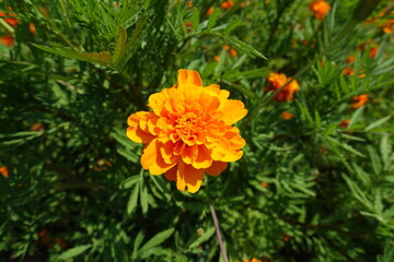 One double orange flower of Tagetes patula in July