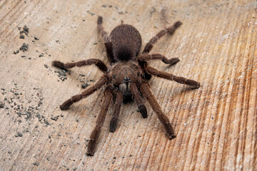 Tarantulas comprise a group of large and often hairy spiders of the family Theraphosidae.