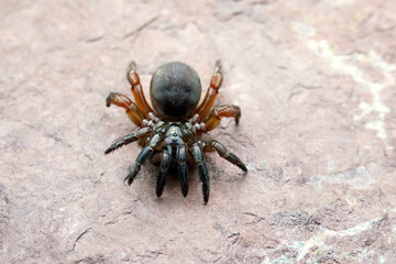 Trap-door spider, any member of the spider family Ctenizidae and certain members of the families Antrodiaetidae, Actinopodidae, and Migidae (order Araneida). 