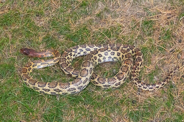 Spalerosophis atriceps, the Black headed is a species of snake in the family Colubridae. The species is endemic to South Asia. Photographed in Chamba, Himachal Pradesh.