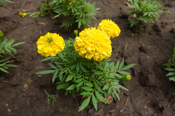 Three yellow flowers of Tagetes erecta in July