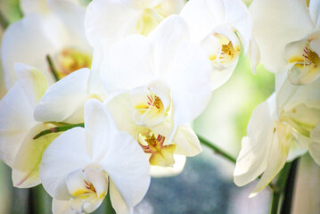Fototapeta premium white pink flower on a spring day in home garden