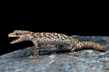 Cyrtodactylus himalayicus, also known as the Himalaya bent-toed gecko, is a species of gecko endemic to India. From Dharamshala, Himachal Pradesh.