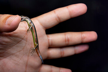 Ablepharus is a genus of skinks that contains the common snake-eyed skinks.