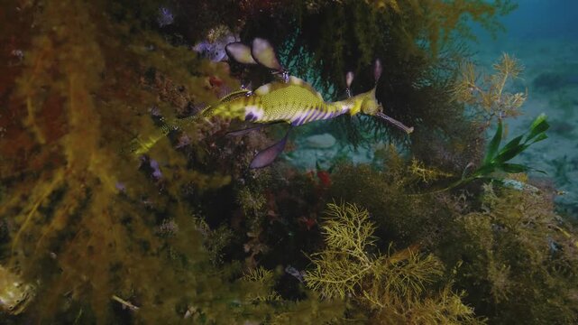 Weedy Seadragon in wild underwater with eggs underwater Australia