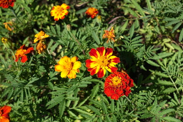 Couple of red and yellow flowers of Tagetes patula in July