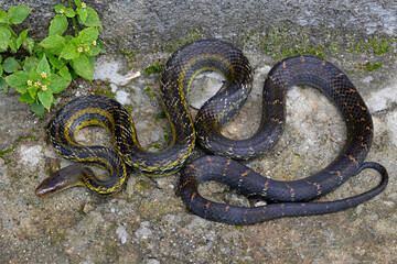 The eastern trinket snake (Elaphe cantoris) is a species of snake in the family Colubridae. The species is endemic to South Asia. From Premlakaha, Sikkim..