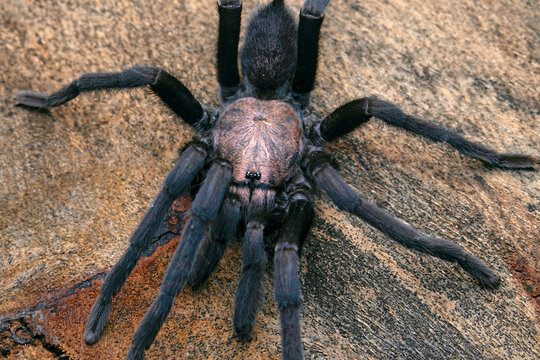 Tarantulas comprise a group of large and often hairy spiders of the family Theraphosidae.