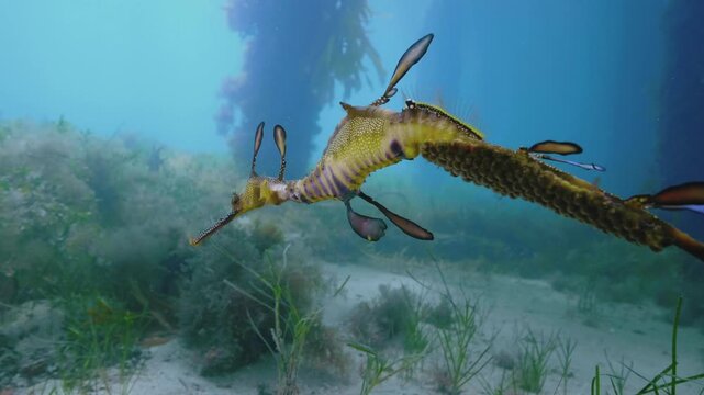Weedy Seadragon in wild underwater with eggs underwater Australia