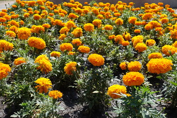 Profuse orange flowers of Tagetes erecta in mid August